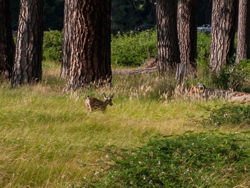 Yosemite-20130724-8.jpg