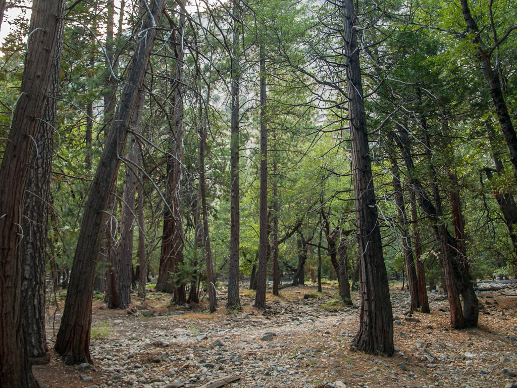 Yosemite-20130724-11.jpg