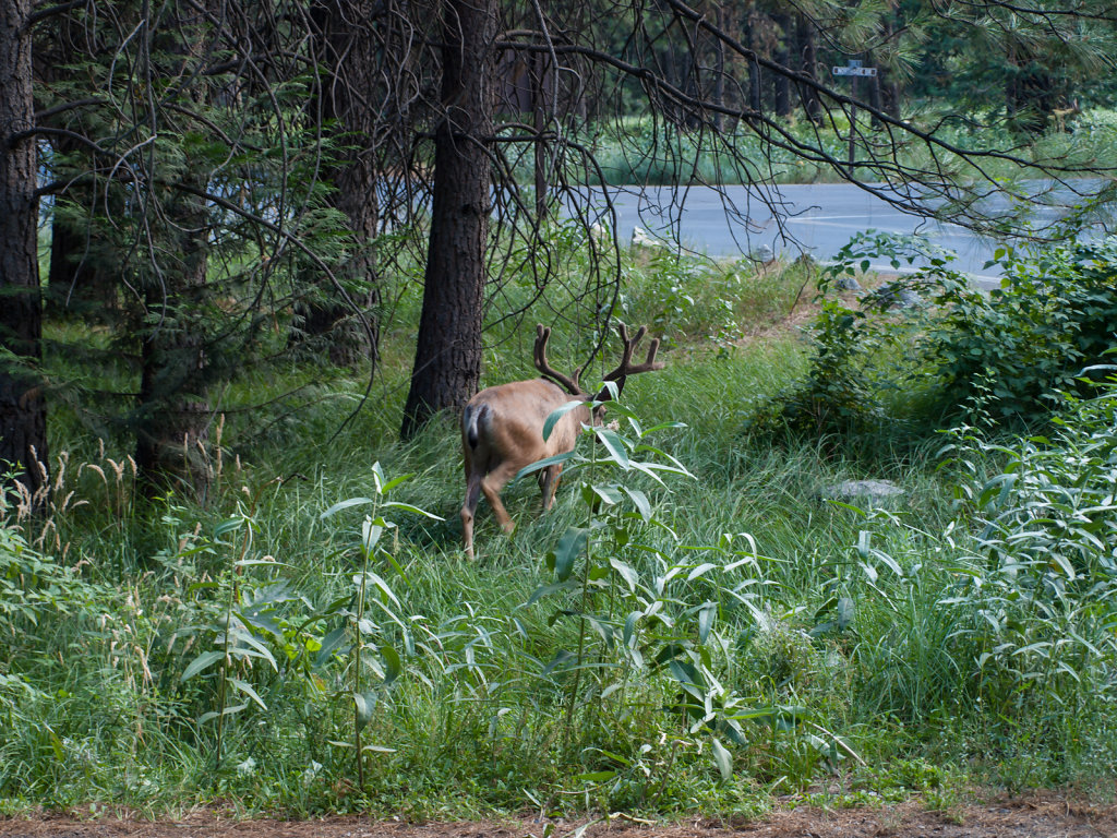 Yosemite-20130724-14.jpg