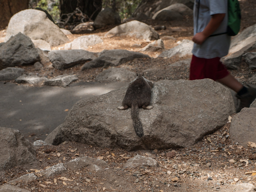 Yosemite-20130724-30.jpg