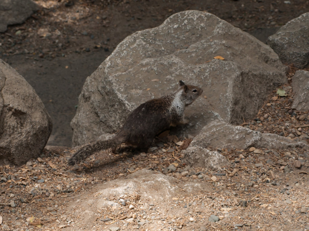 Yosemite-20130724-31.jpg